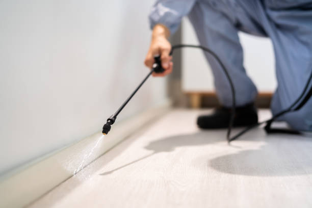 Best Wasp Removal Services  in Loughman, FL