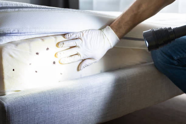 Best Emergency Pest Control  in Loughman, FL